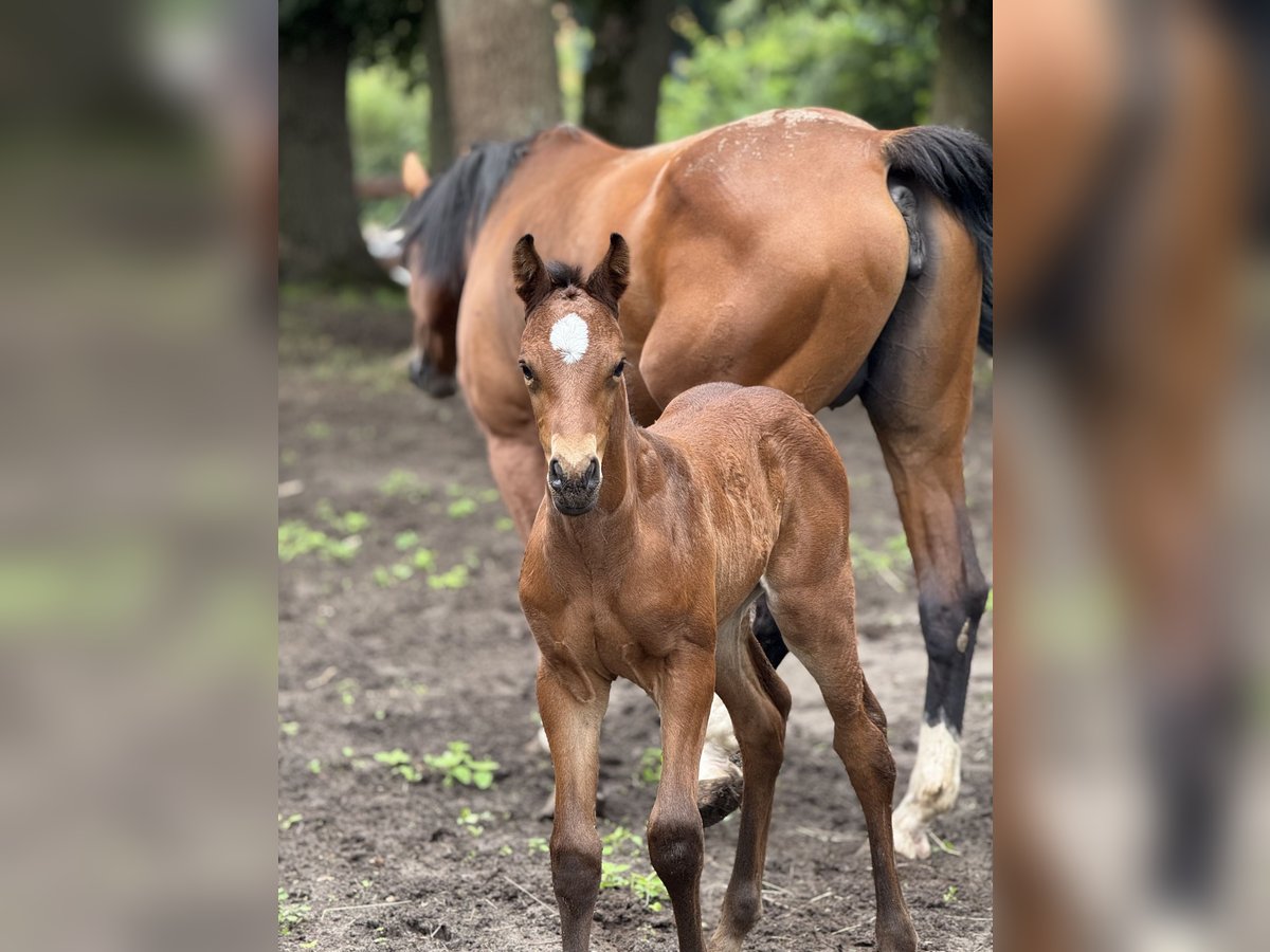Oldenburg-International (OS) Stallion Foal (05/2025) 11,1 hh Brown in Kluse