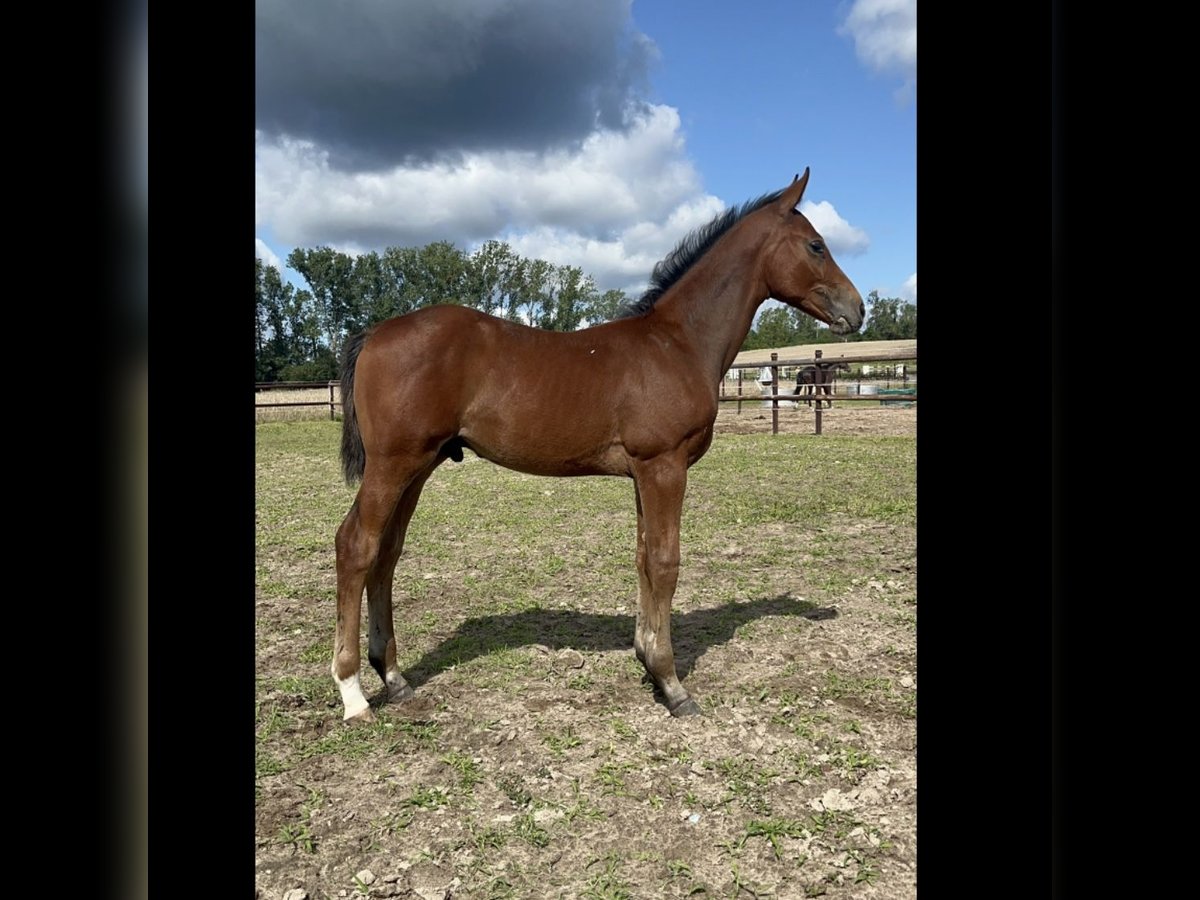 Oldenburg-International (OS) Mix Stallion Foal (05/2025) 11,2 hh Brown in Oberkr&#xE4;mer
