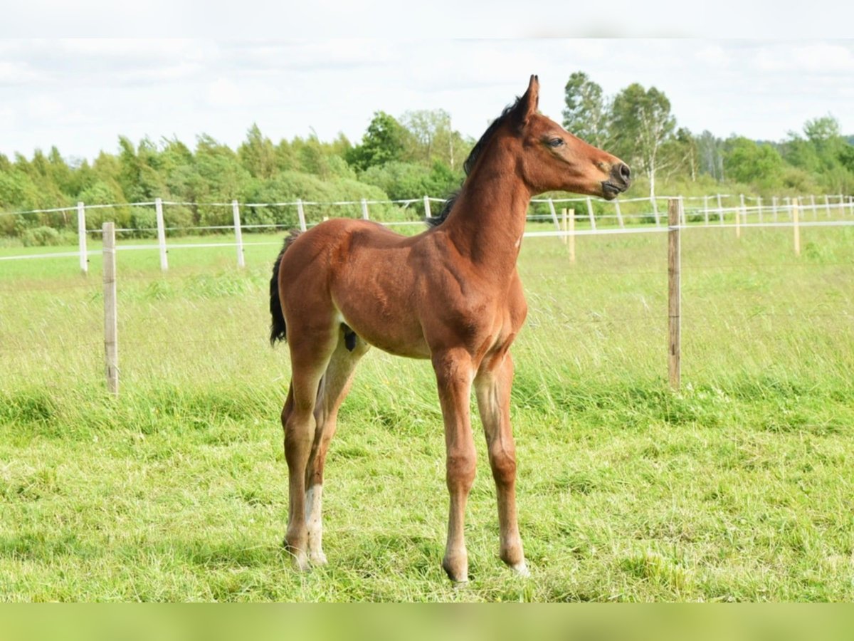Oldenburg-International (OS) Stallion  16,2 hh Brown in L&#x119;bork