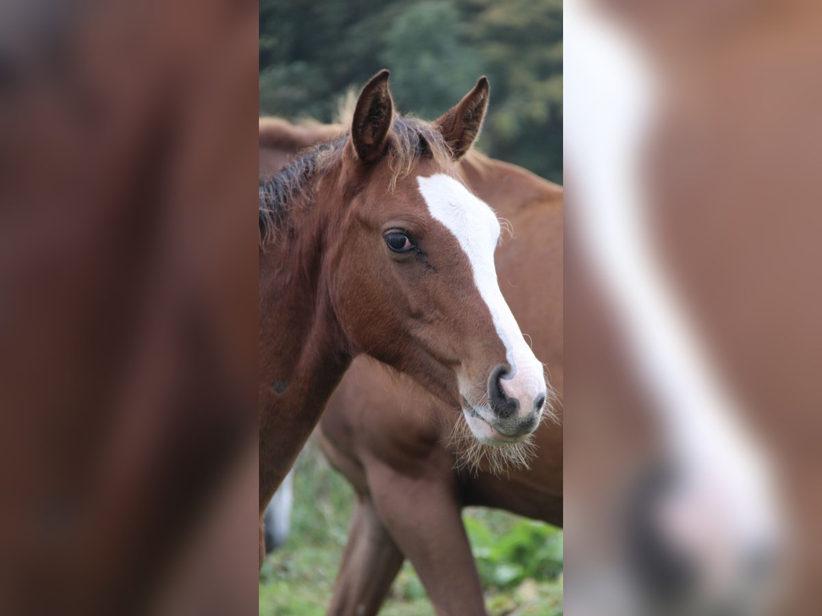 Oldenburg-International (OS) Stallion Foal (05/2025) 16,1 hh Brown in Seedorf