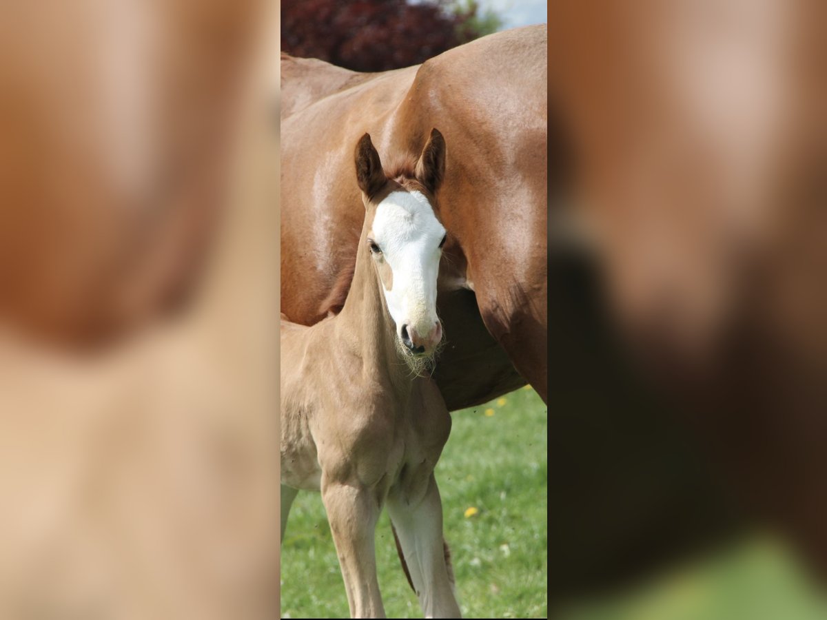Oldenburg-International (OS) Stallion  16,1 hh Chestnut-Red in Seedorf