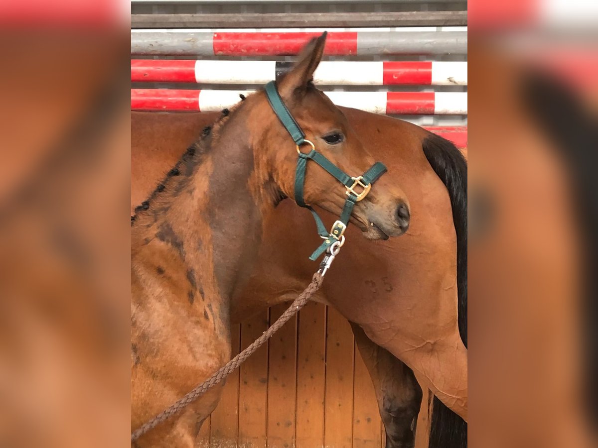 Oldenburg-International (OS) Stallion  16,2 hh Brown in Hesel