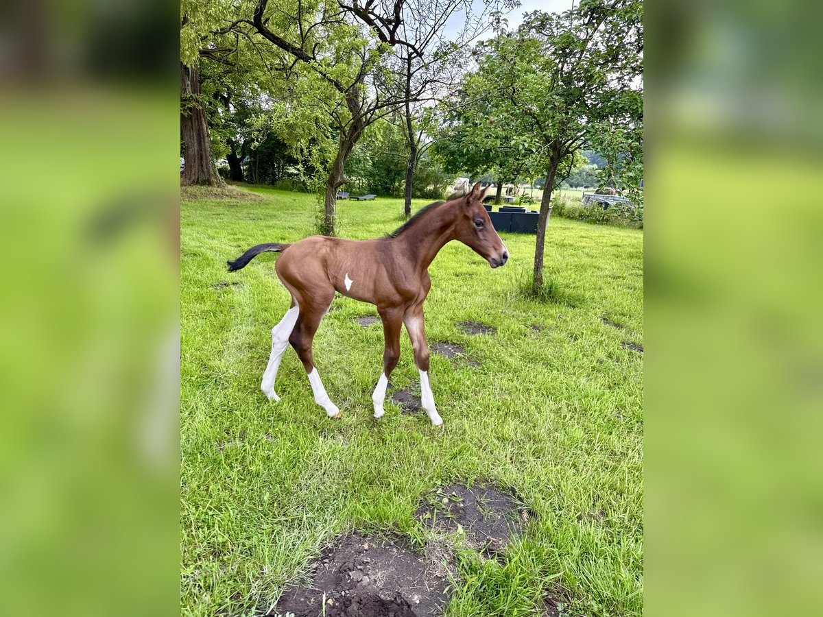 Oldenburg-International (OS) Stallion  16,2 hh Brown in Versmold