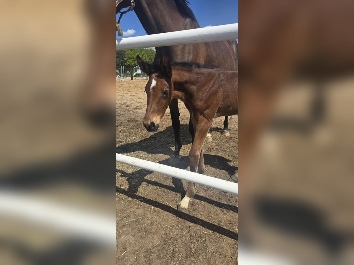 Oldenburg-International (OS) Stallion  16,2 hh Brown in L&#x119;bork
