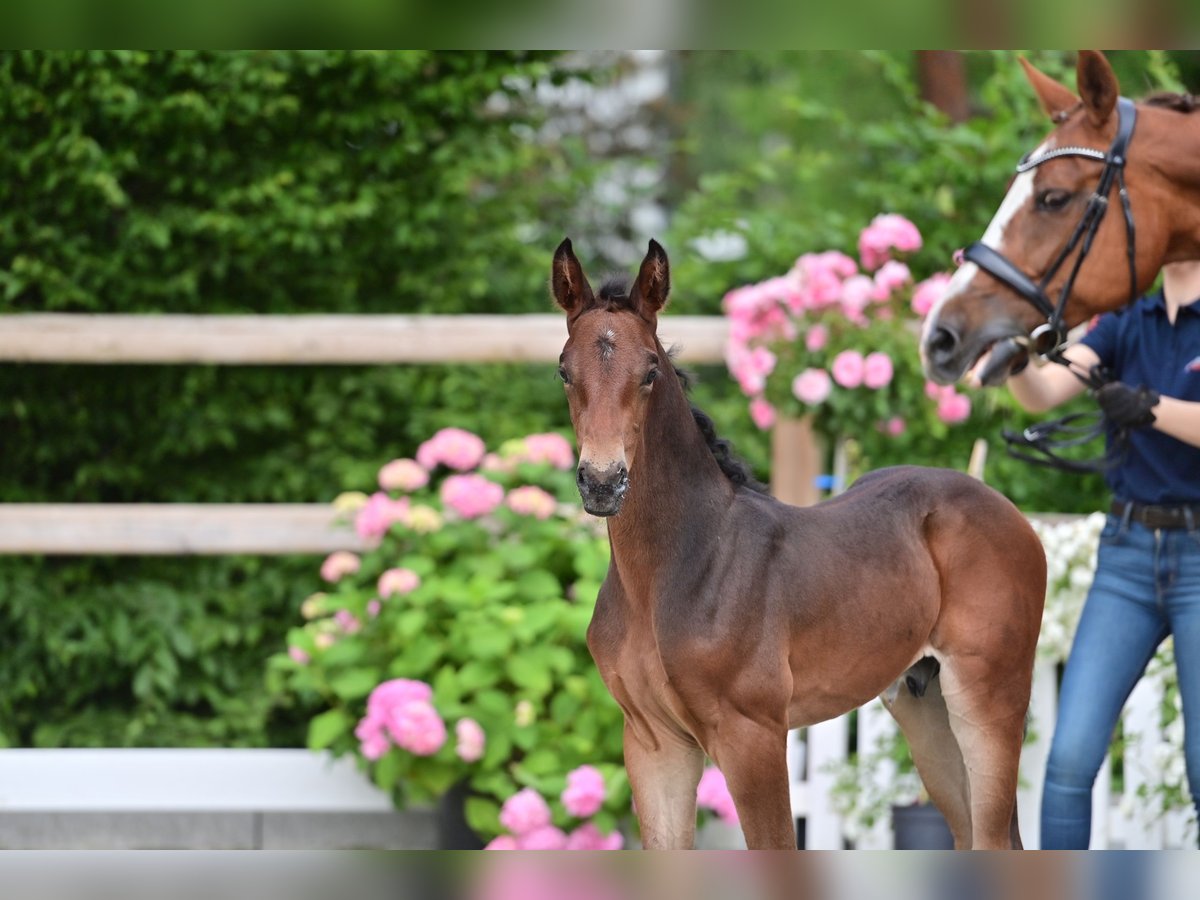 Oldenburg-International (OS) Stallion  Bay-Dark in Coesfeld