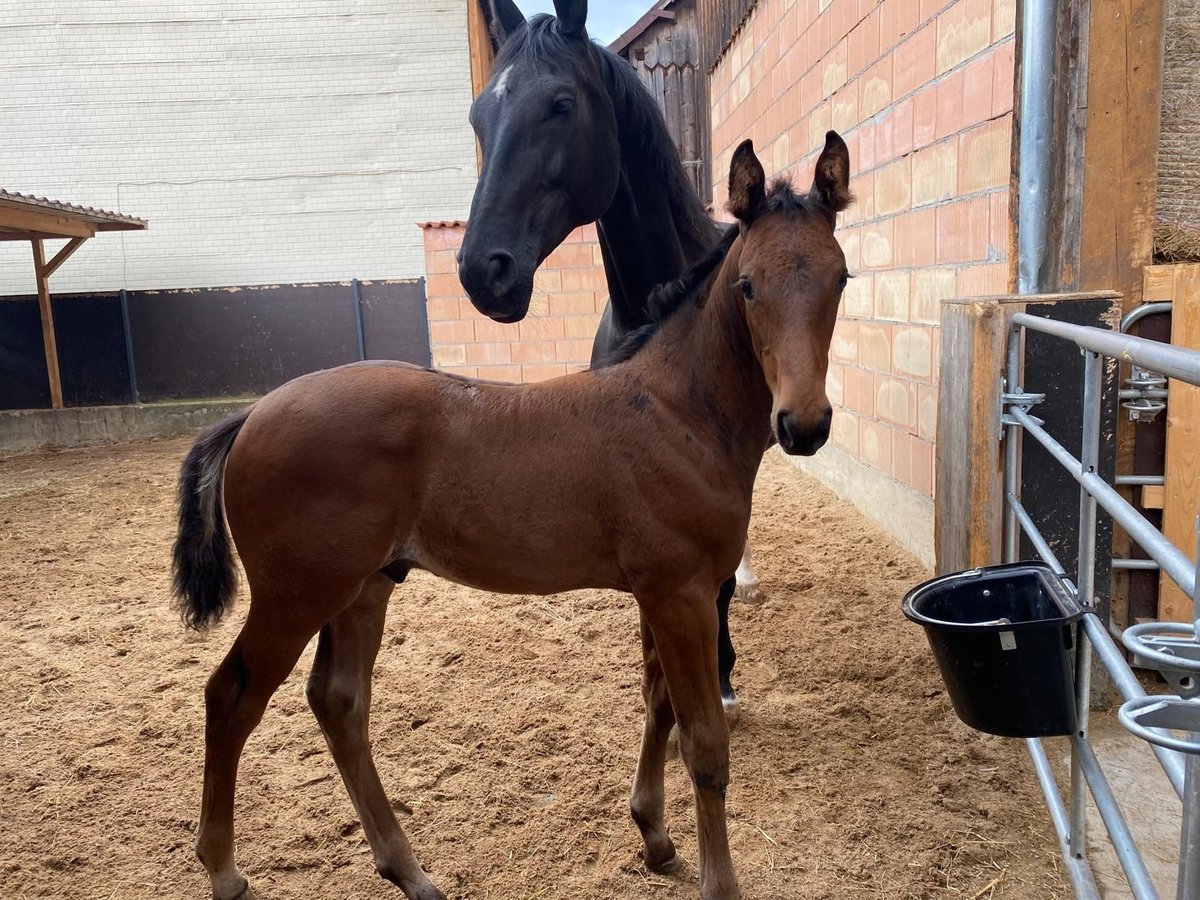 Oldenburg-International (OS) Stallion Foal (05/2025) Bay-Dark in Schlitz