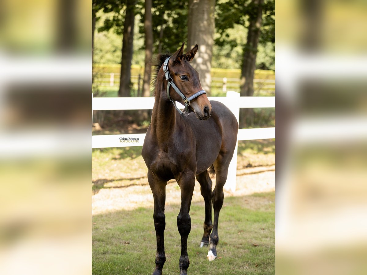 Oldenburg-International (OS) Stallion Foal (05/2025) Brown in Bersenbr&#xFC;ck