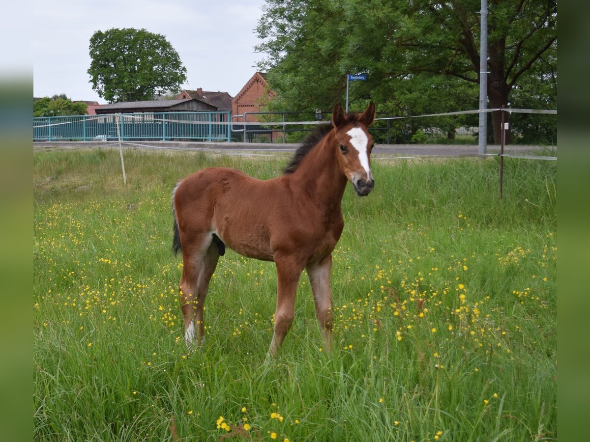 Oldenburg-International (OS) Stallion  Brown in Wittstock/Dosse