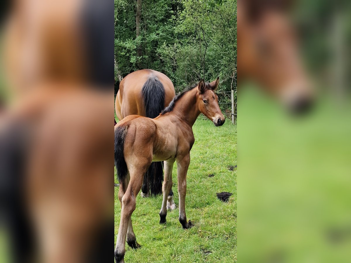Oldenburg-International (OS) Stallion  Brown in Emstek