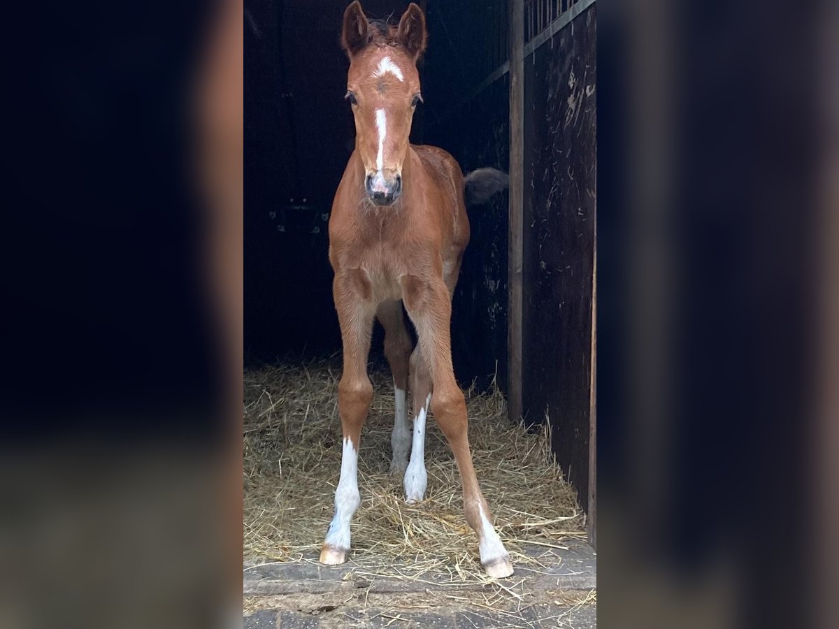 Oldenburg-International (OS) Stallion Foal (05/2025) Brown in Essen (Oldenburg)