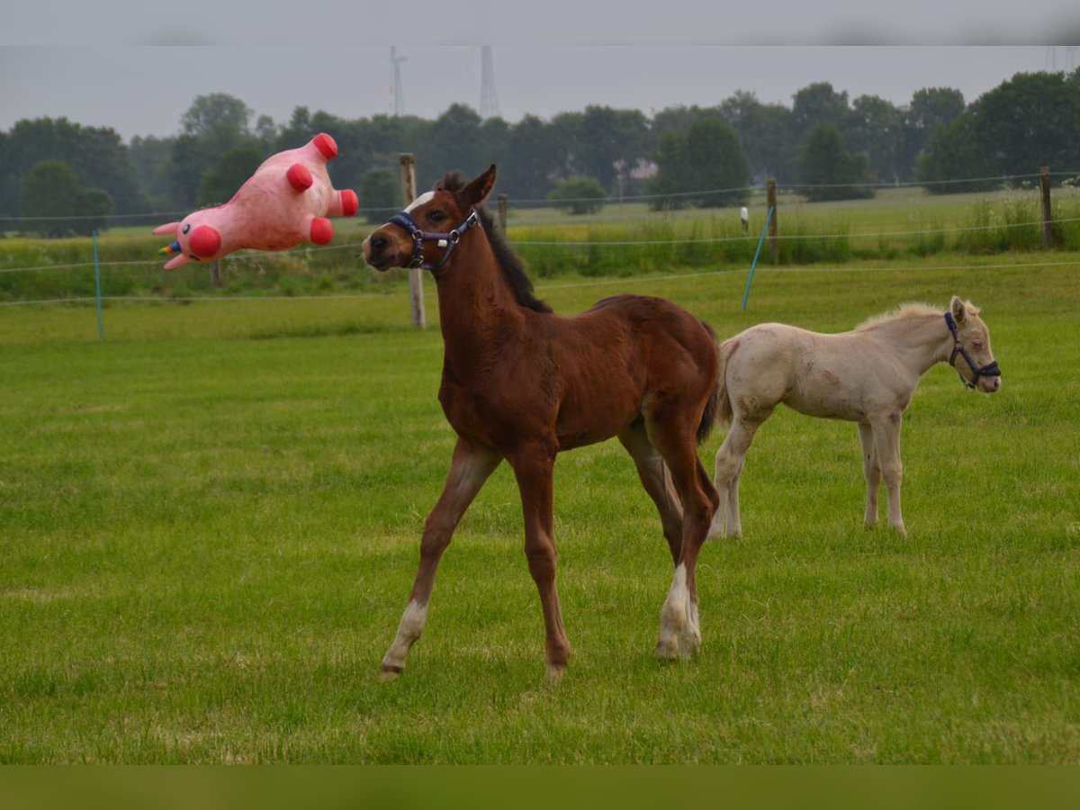 Oldenburg-International (OS) Mix Stallion  Brown in Voltlage