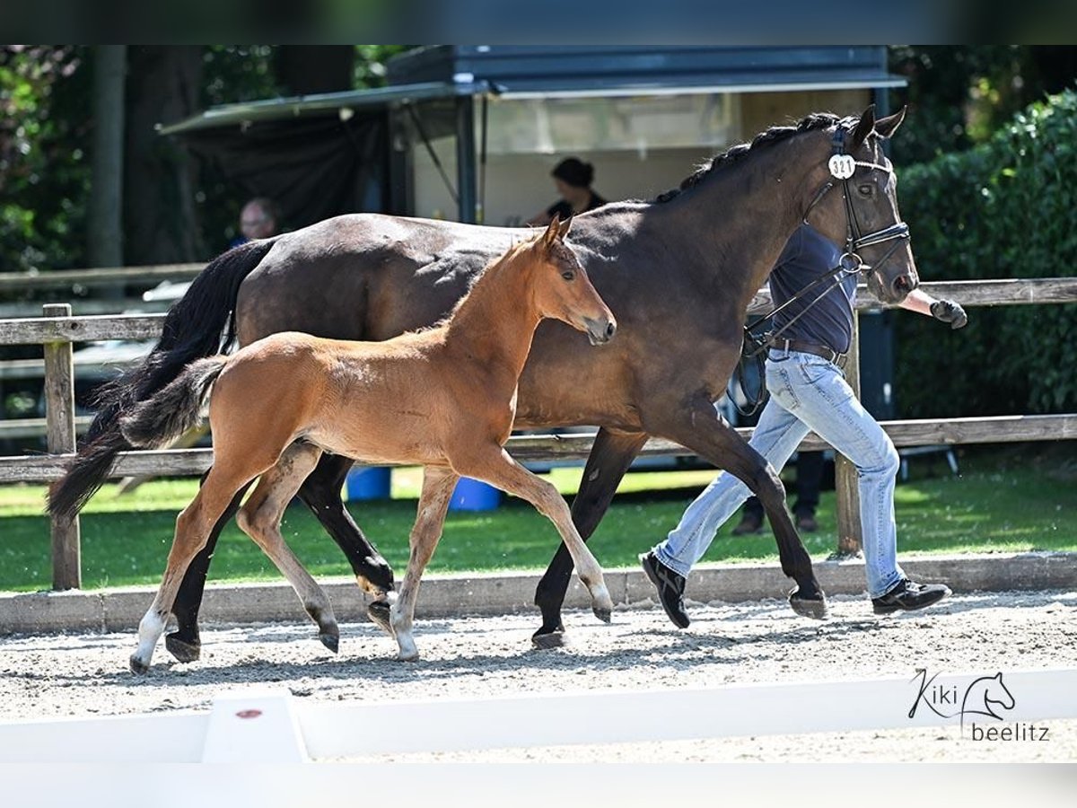 Oldenburg-International (OS) Stallion Foal (04/2025) Brown in L&#xF6;ningen