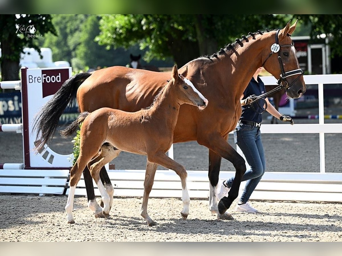 Oldenburg-International (OS) Stallion  Brown in Sch&#xF6;nberg