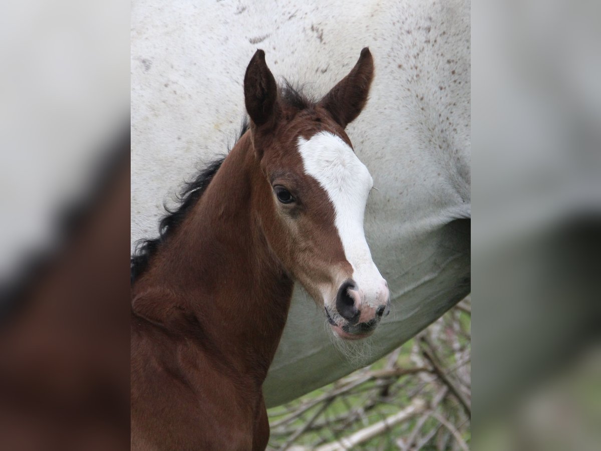 Oldenburg-International (OS) Stallion  Brown in Seedorf