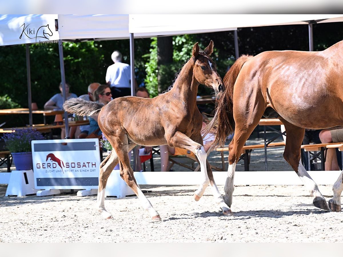 Oldenburg-International (OS) Stallion Foal (04/2025) Brown in Stadland