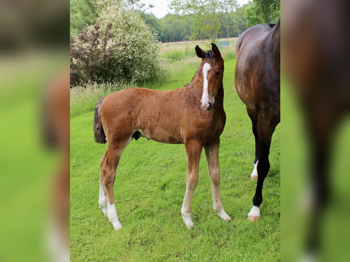 Oldenburg-International (OS) Stallion  Brown in Stuhr