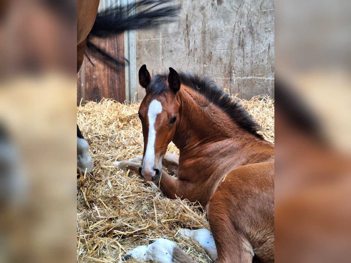 Oldenburg-International (OS) Stallion  Brown in Stuhr