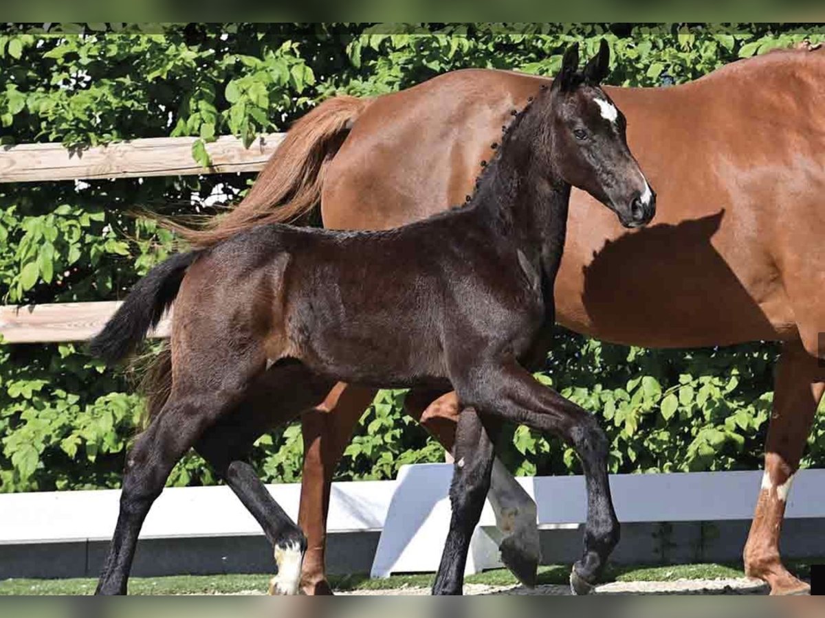 Oldenburg-International (OS) Stallion Foal (03/2025) Can be white in Bakum Oldenburg-International (OS) Stallion Foal (03/2025) Can be white in Bakum