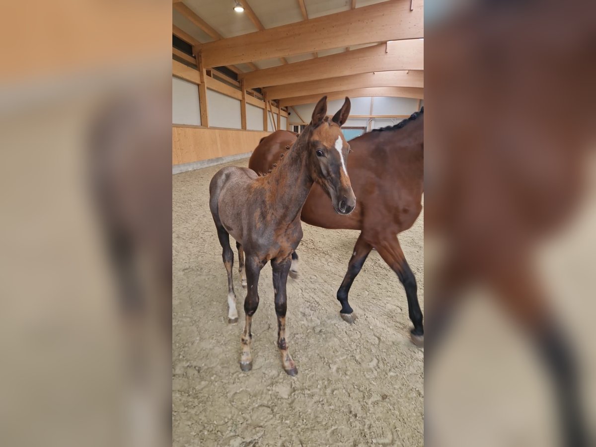 Oldenburg-International (OS) Stallion Foal (01/2025) Can be white in Dahlenburg