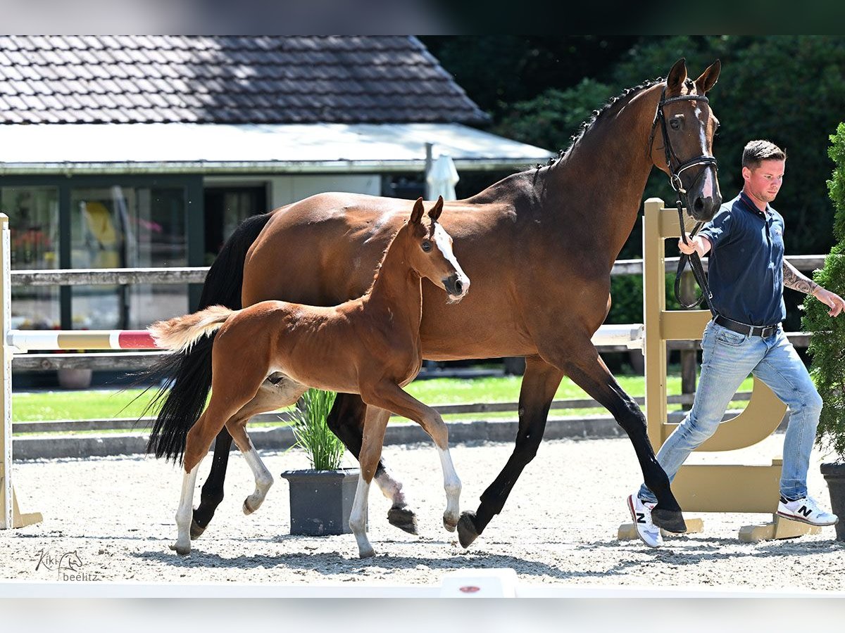Oldenburg-International (OS) Stallion Foal (05/2025) Chestnut-Red in Emstek
