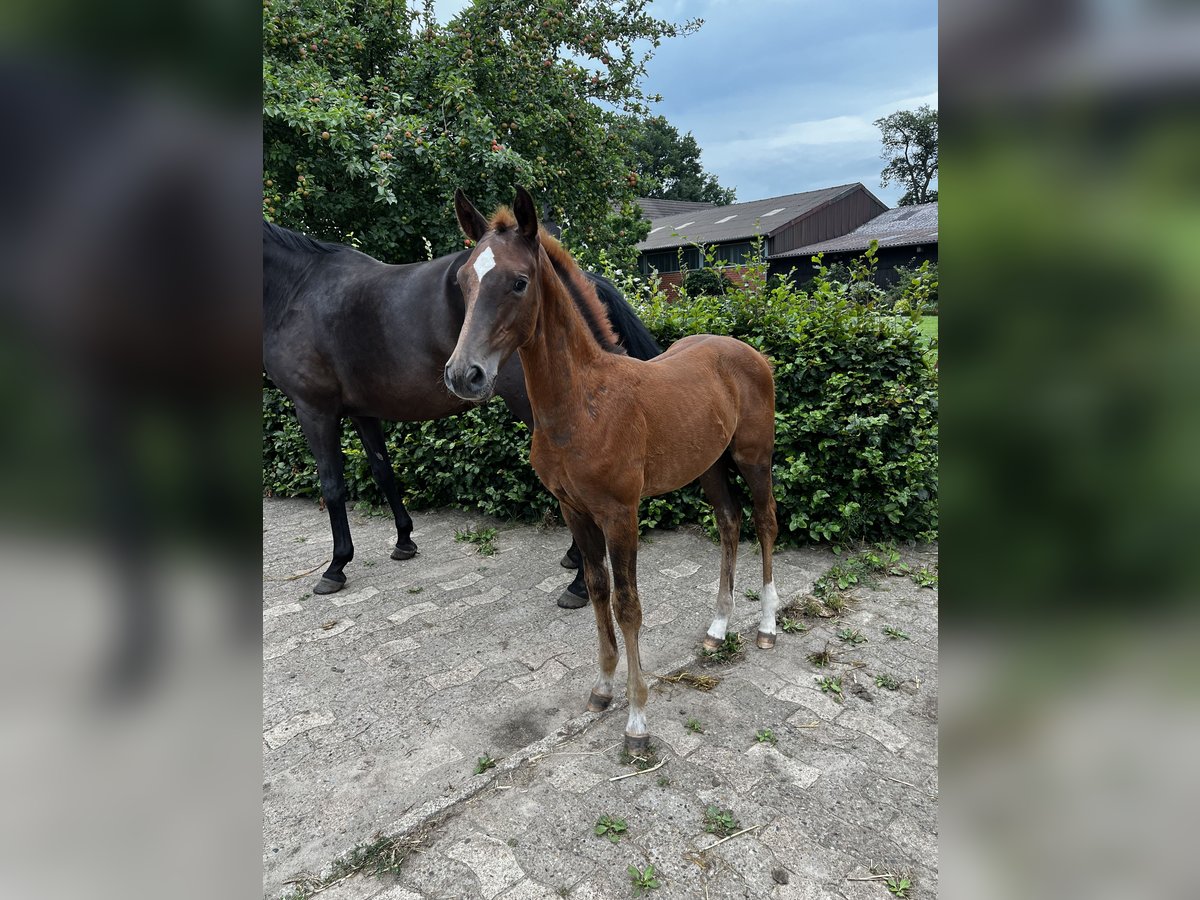 Oldenburg-International (OS) Stallion Foal (05/2025) Chestnut in Badbergen