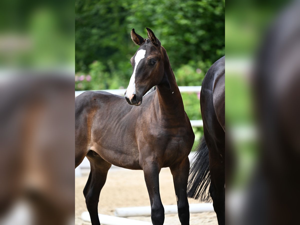 Oldenburg-International (OS) Stallion Foal (01/2025) in M&#xFC;cke