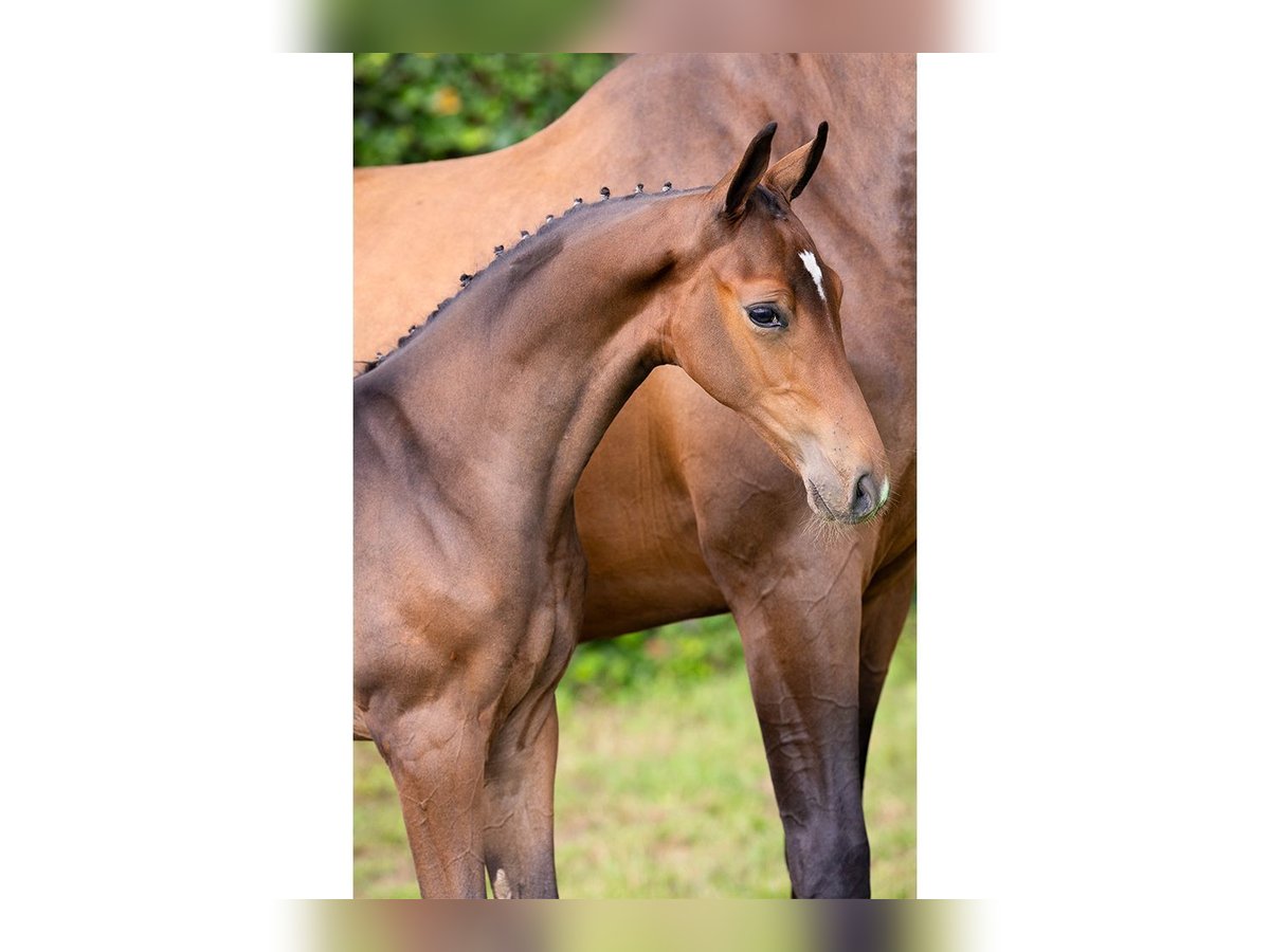 Oldenburg-International (OS) Stallion Foal (06/2025) in Heerde