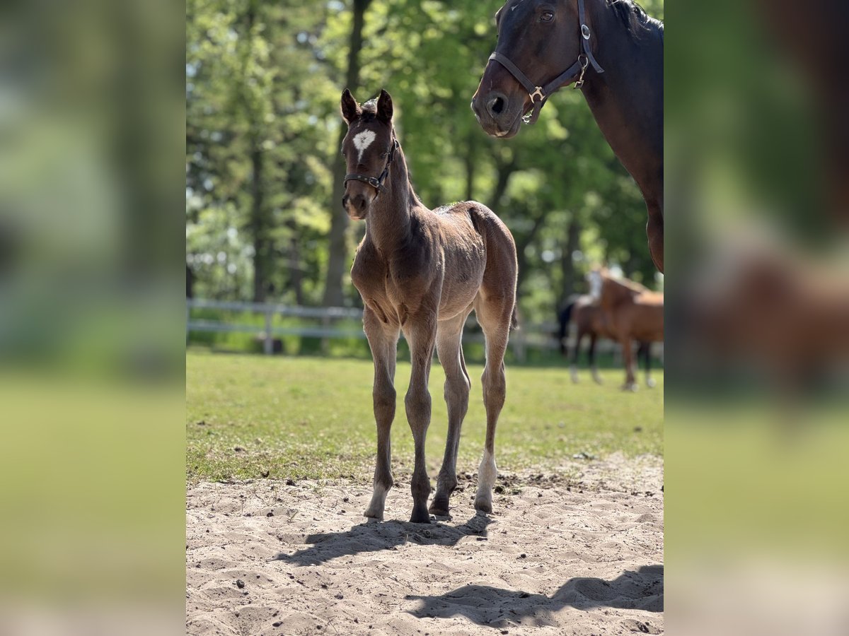 Oldenburg-International (OS) Stallion Foal (04/2025) Smoky-Black in Versmold
