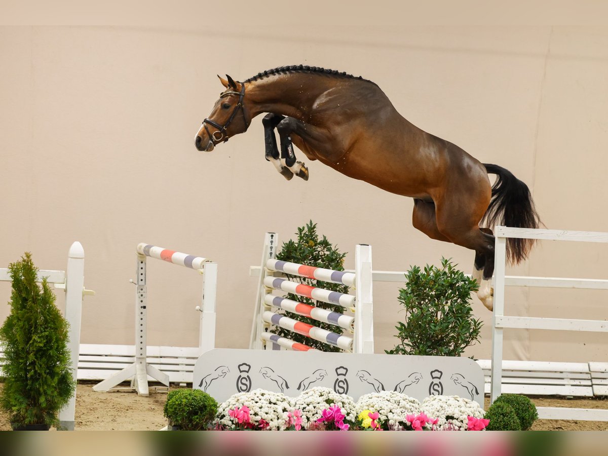 Oldenburg-International (OS) Stallion in Lemwerder
