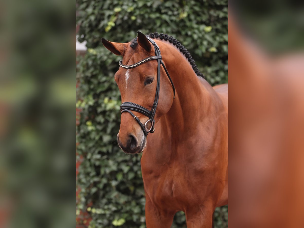 Oldenburg-International (OS) Stallion in LemwerderLemwerder