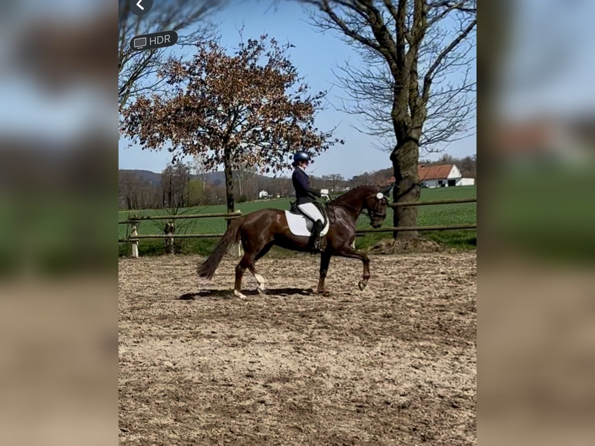 Oldenburg Mare 10 years 15,3 hh in Vechta