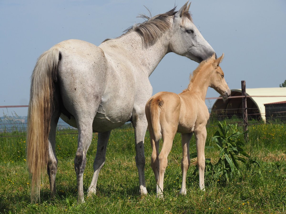 Oldenburg Mare 10 years 15,3 hh Gray in gRATENS