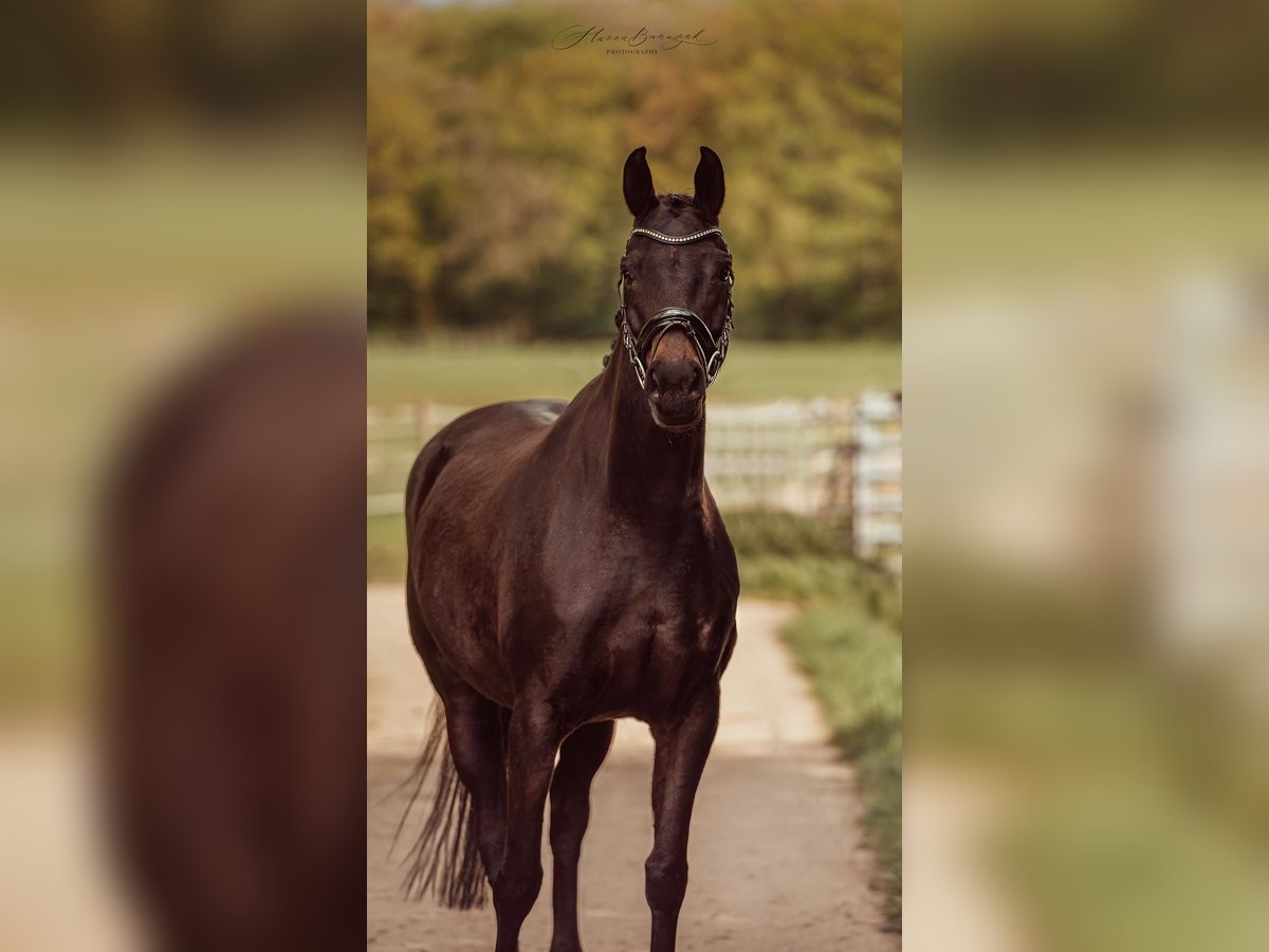 Oldenburg Mare 10 years 15,3 hh Smoky-Black in Ro&#xDF;dorf