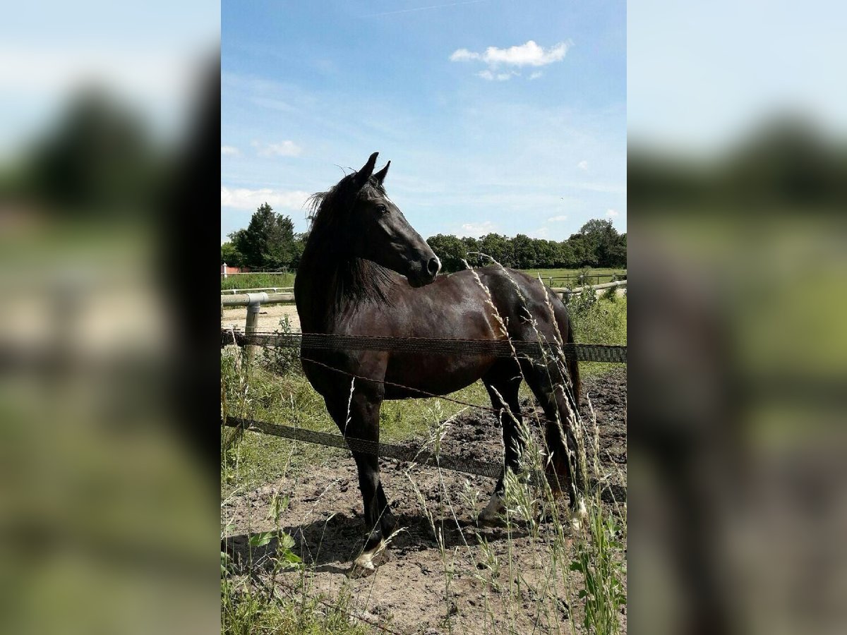 Oldenburg Mare 10 years 16,1 hh Black in Aubagne