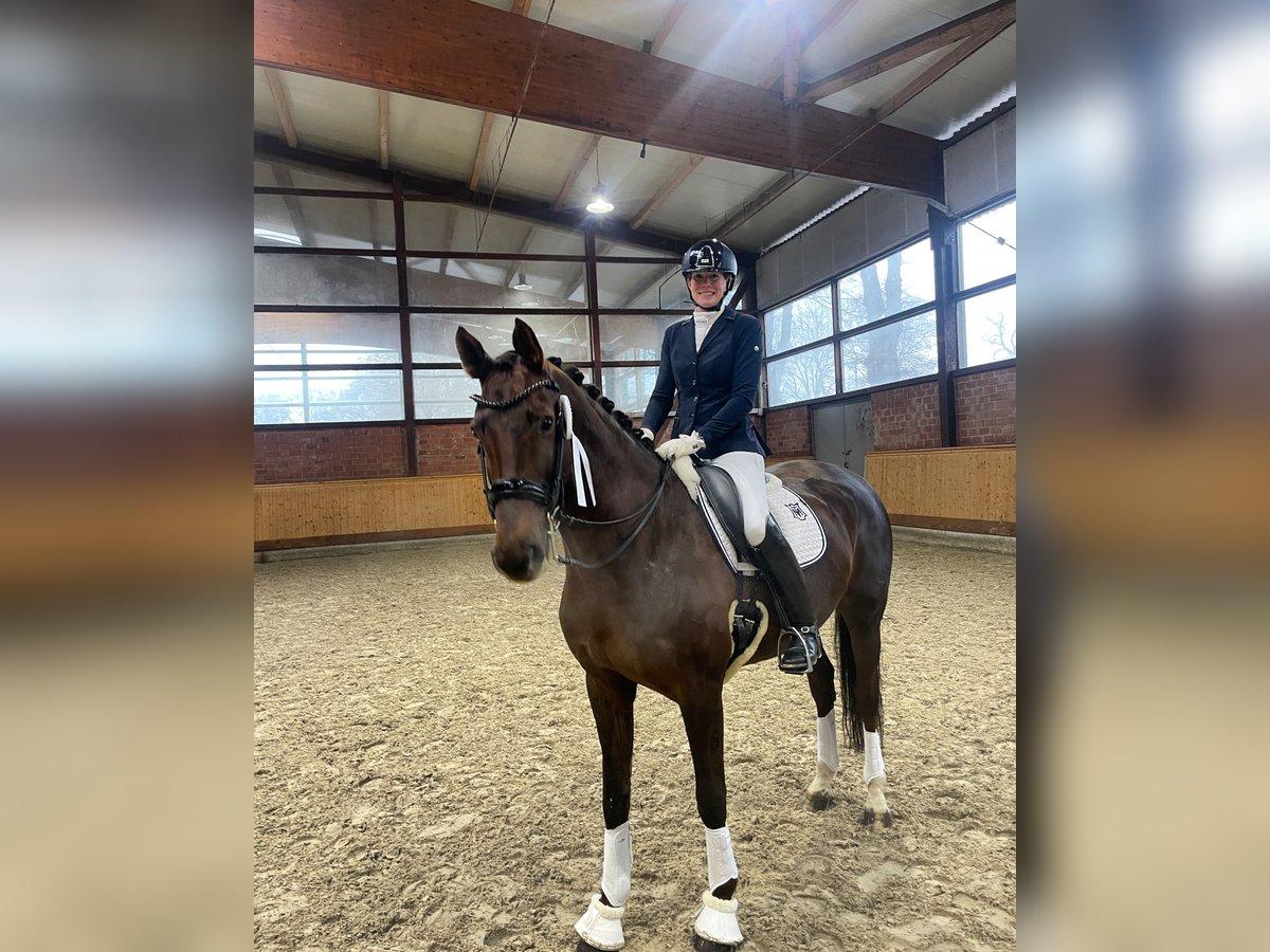 Oldenburg Mare 10 years 16,1 hh Chestnut in Moorrege