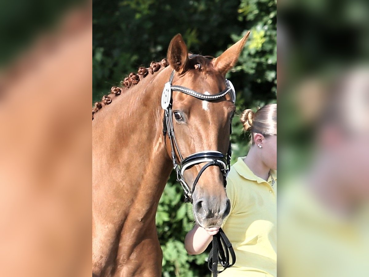 Oldenburg Mare 10 years 16,1 hh Chestnut-Red in Wittmund