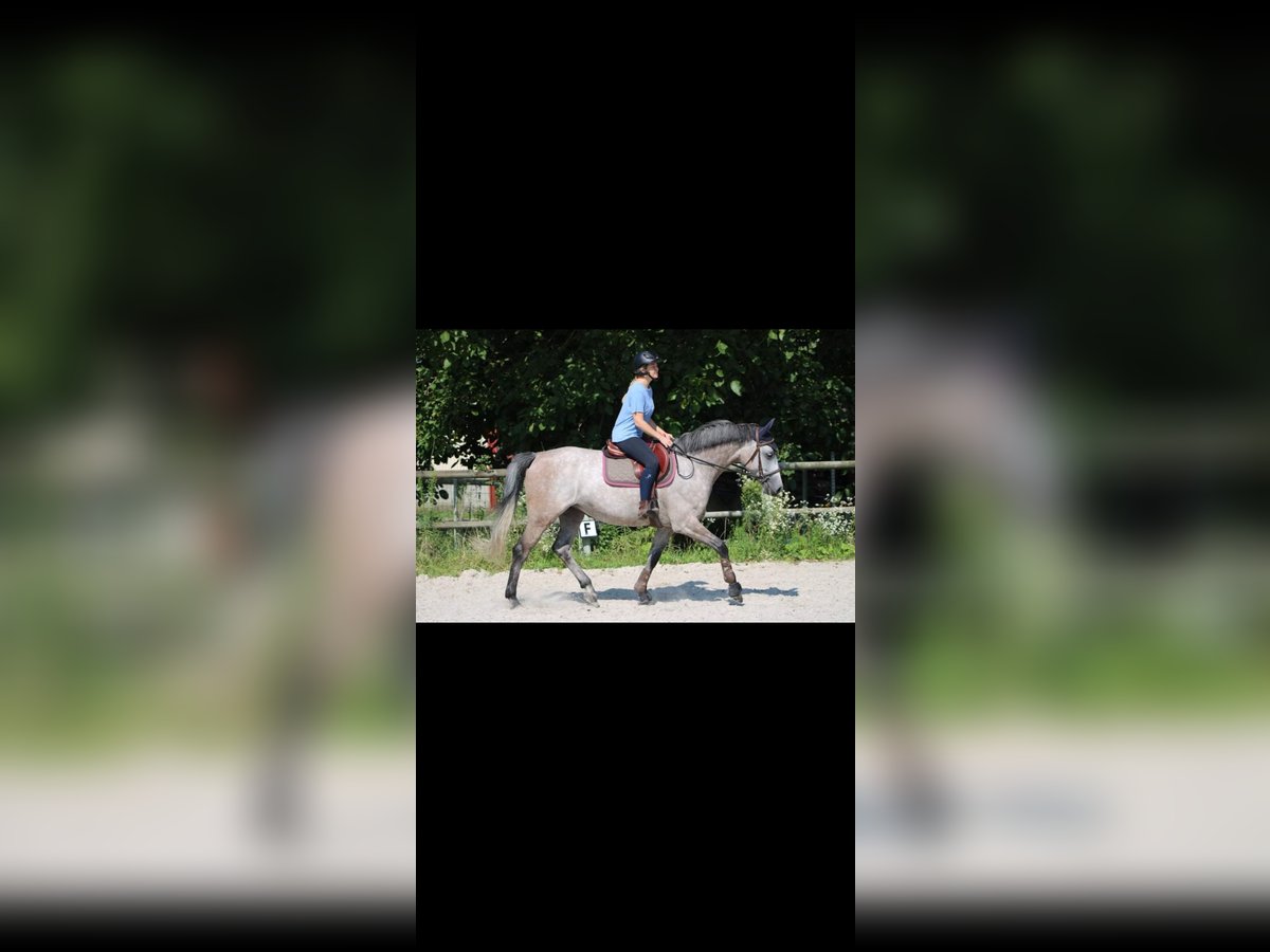 Oldenburg Mare 10 years 16,1 hh Gray in ANDOLSHEIM