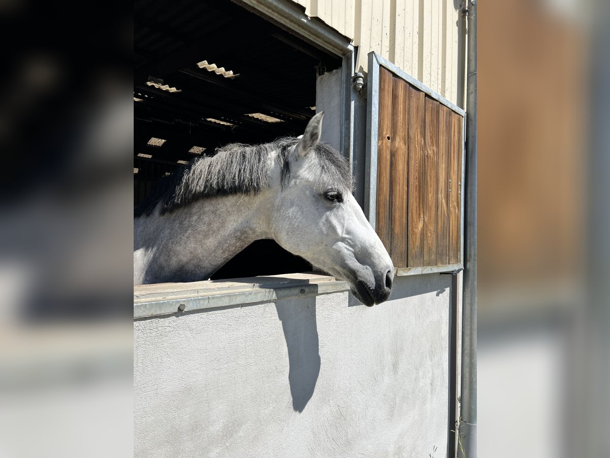 Oldenburg Mare 10 years 16,1 hh Gray in ANDOLSHEIM