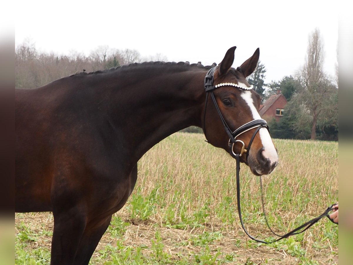 Oldenburg Mare 10 years 16,2 hh Bay-Dark in Bramsche