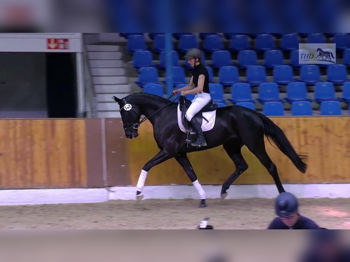 Oldenburg Mare 10 years 16,2 hh Black in K&#xF6;nigheim