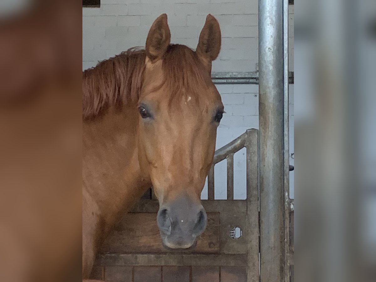 Oldenburg Mare 10 years 16,2 hh Chestnut-Red in Homberg (Ohm)