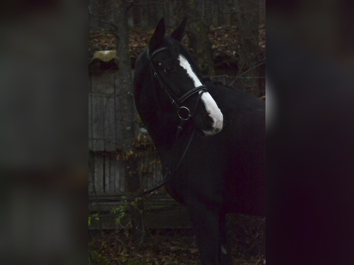 Oldenburg Mare 10 years 16 hh Black in Würzburg