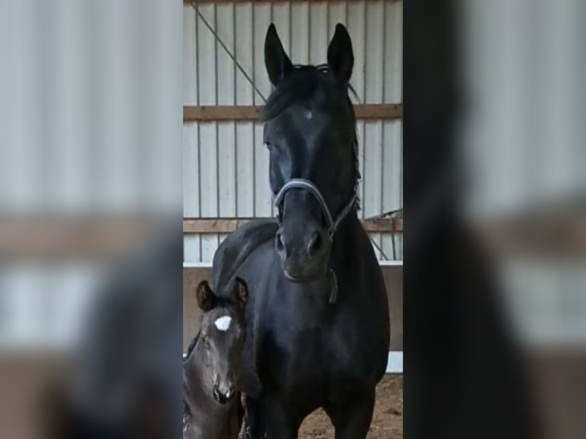 Oldenburg Mare 10 years 16 hh Black in L&#xE4;hden