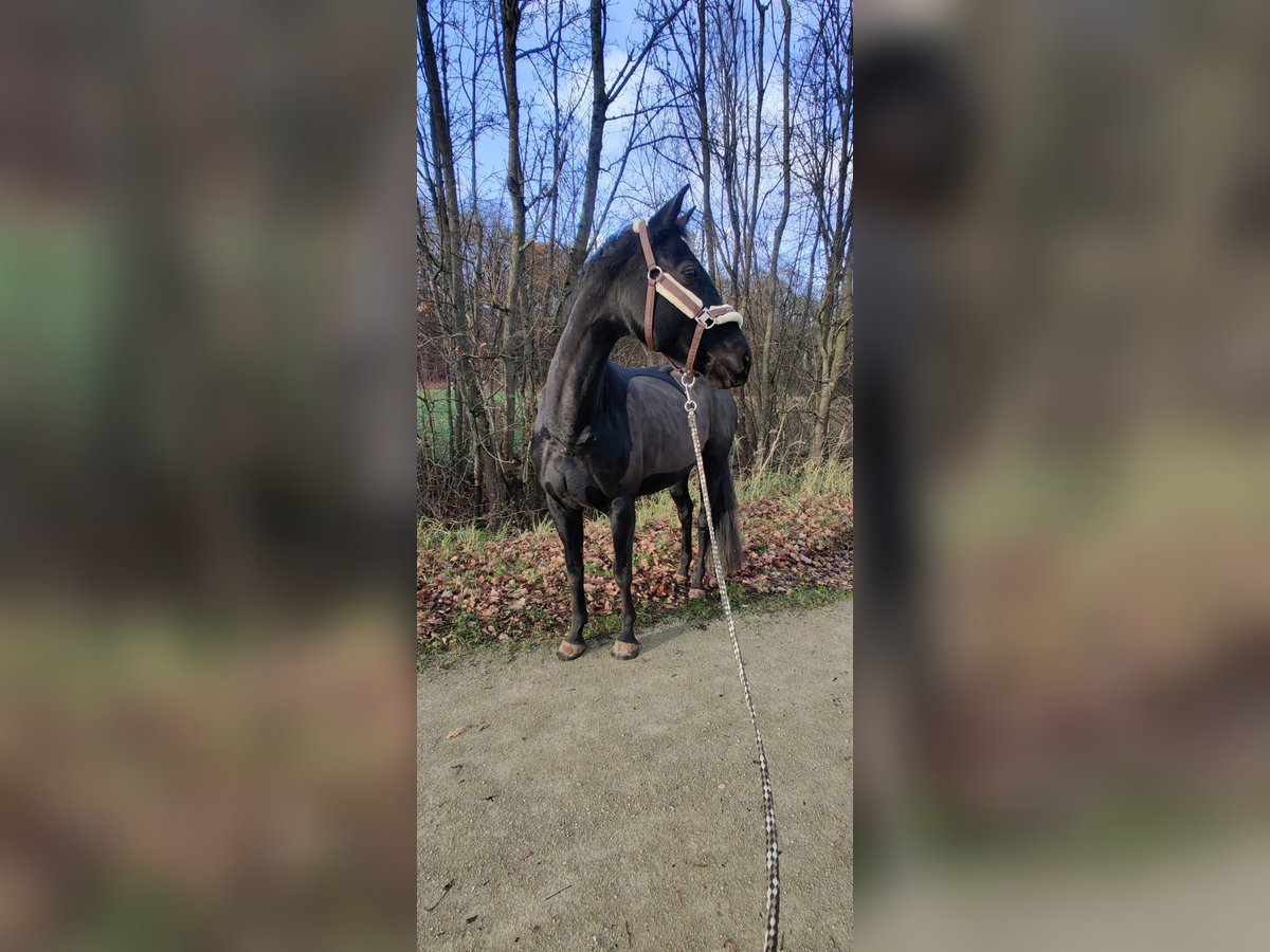 Oldenburg Mare 10 years 16 hh Black in Forchheim