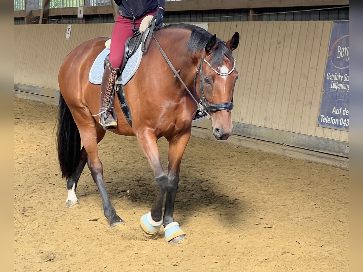 Oldenburg Mare 10 years 16 hh Brown in Gottesgabe