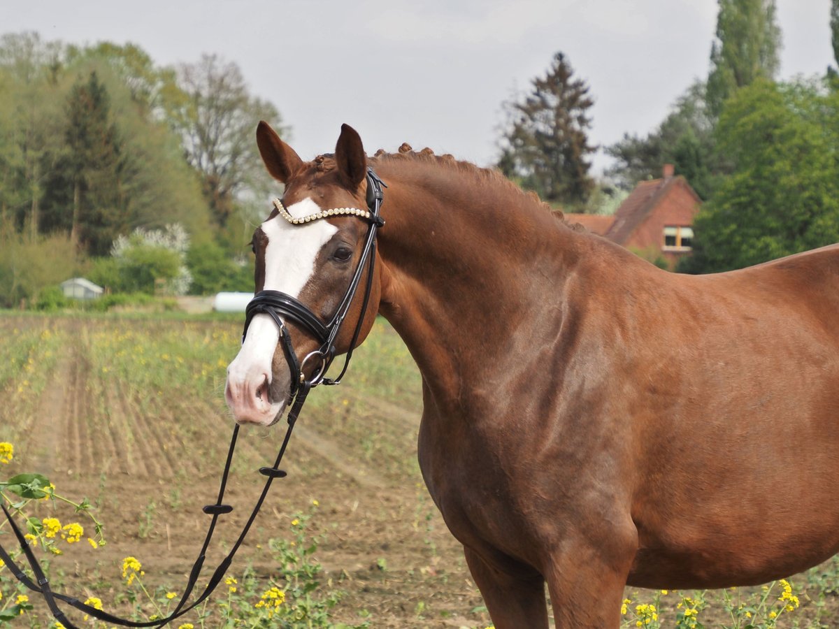 Oldenburg Mare 10 years 16 hh Chestnut in Bramsche