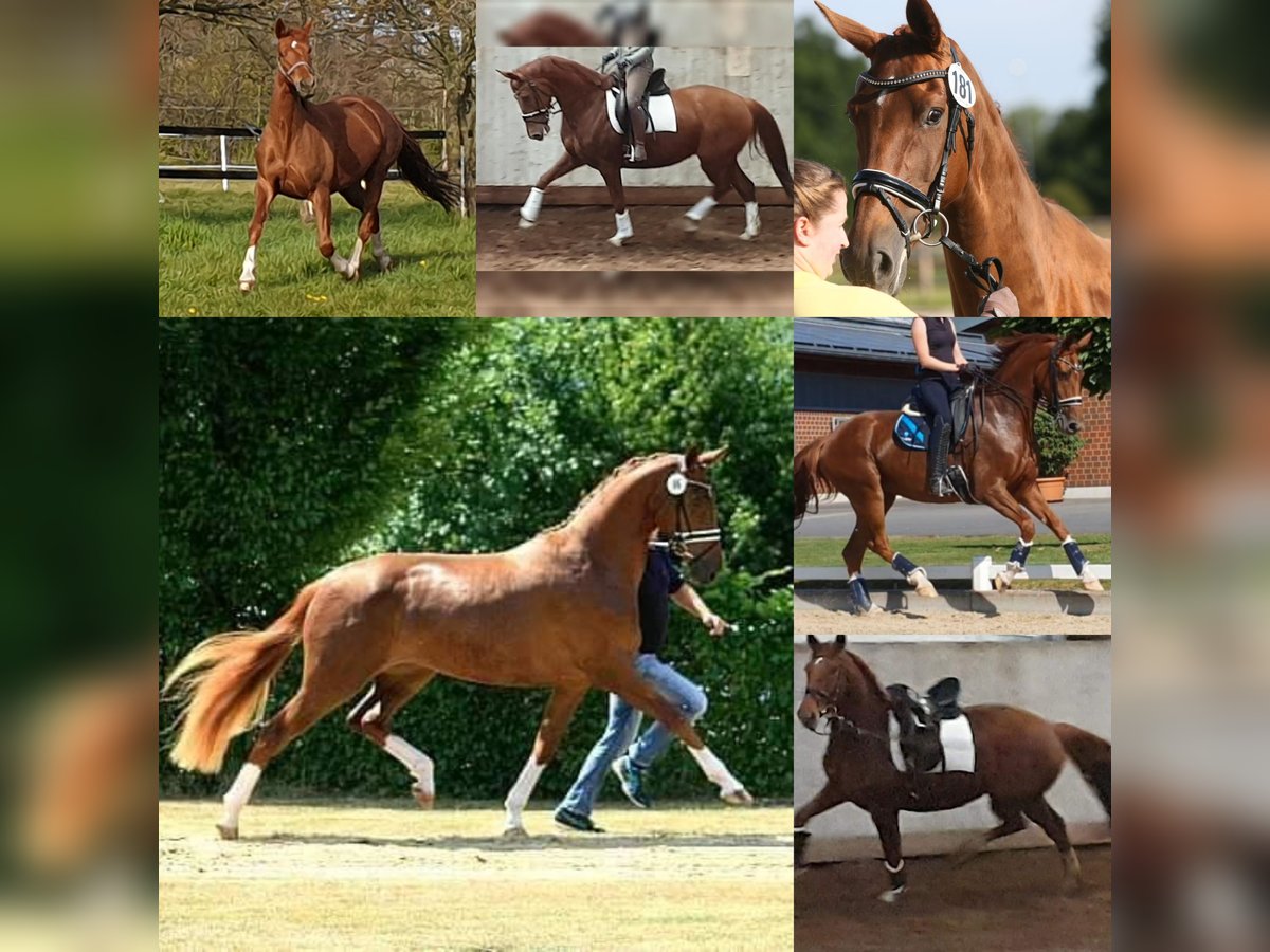 Oldenburg Mare 10 years 16 hh Chestnut-Red in Wittmund