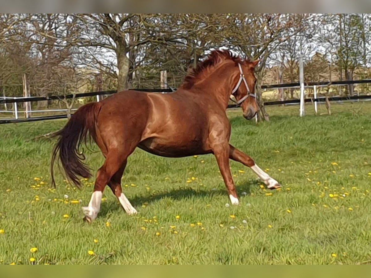 Oldenburg Mare 10 years 16 hh in Wittmund