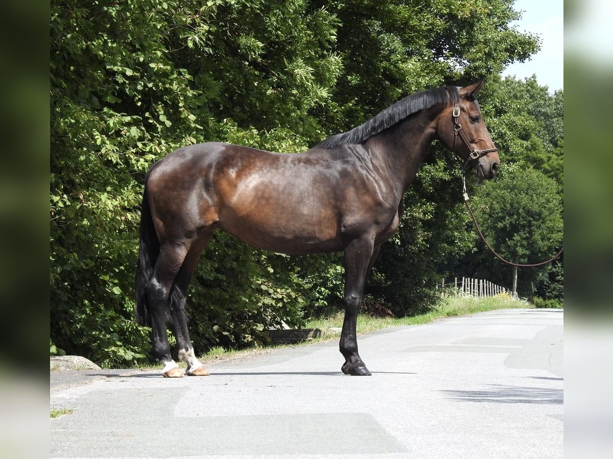 Oldenburg Mare 10 years 16,2 hh Bay-Dark in Verl