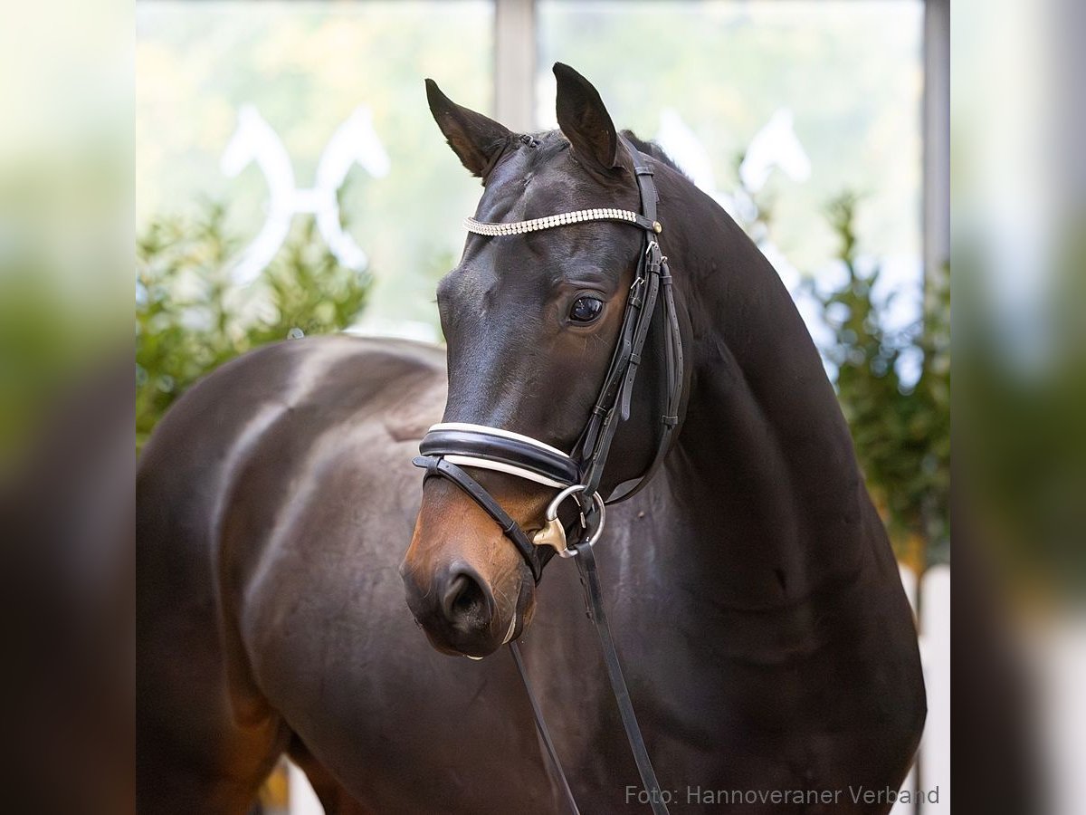 Oldenburg Mare 10 years 16,2 hh Brown in Verden (Aller)